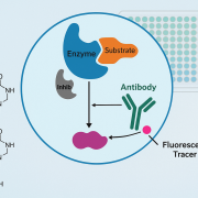 Enzyme Inhibition Assay and HTS Process