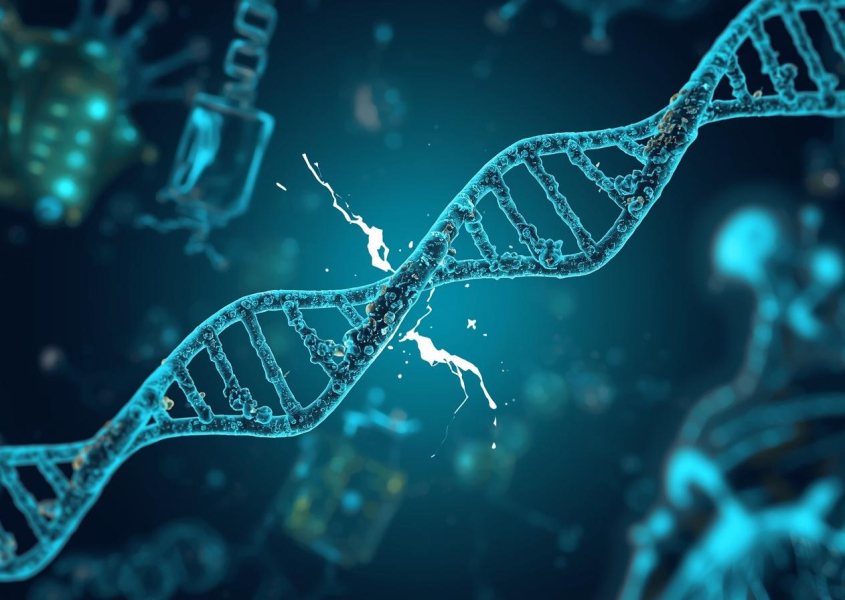 POLQ enzyme engaging with broken DNA strands with labeled domains