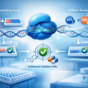 WRN Helicase Inhibitor Drug Discovery Process